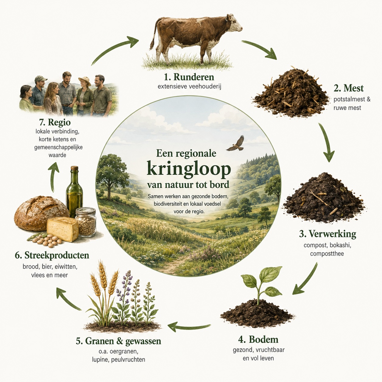 Infographic van de regionale kringloop van runderen, mest, verwerking, bodem, granen, streekproducten en regio